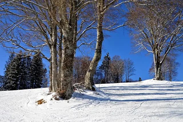 Guide Pratique pour Bien Débuter avec l'IA